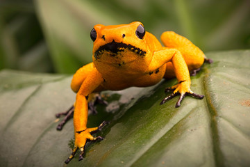 Naklejka premium zatruta żaba strzałki, Phyllobates terribilis orange. Najbardziej jadowite zwierzę z amazońskiego lasu deszczowego w Kolumbii, niebezpieczny płaz o ostrzegawczych kolorach. .