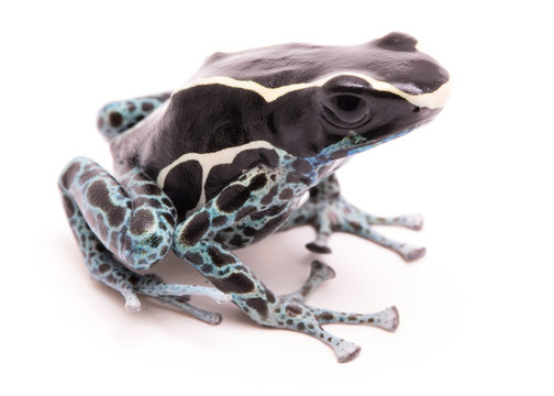 Male deying poison dart frog, Dendrobates tinctorius powder blue. A beautiful small exotic aniaml from the Amazon jungle in Suriname. Isolated on a white backgorund.