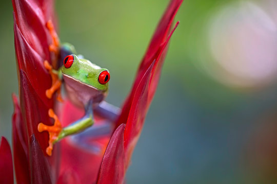 Red eyed tree frog from the rainforests of Central America. Agalychnis callidrias