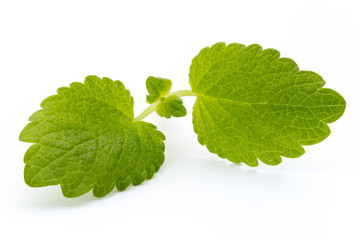 Fresh mint leaves isolated on white background.