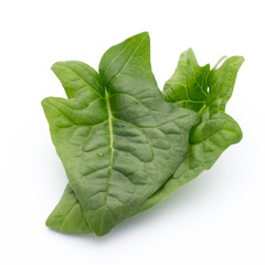 Fresh leaves of spinach on the white background.