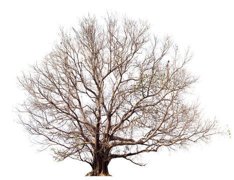 Dry tree without large leaves,Bodhi Tree on white.Tree isolated botanical Tree
