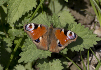Aglais Io