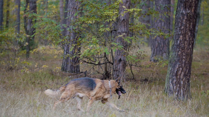 German shepherd dog running in autumn forest