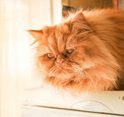 cat on top of a fridge