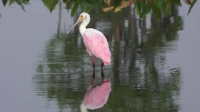 Roseate Spoonbill in the pond