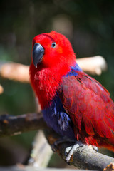 Parrot portrait of bird. Wildlife scene from tropic nature.