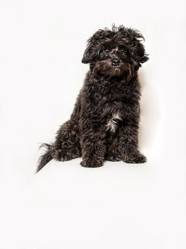 simpatico cucciolo di cane nero su fondo bianco