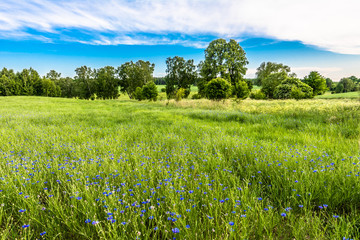 Fototapeta premium Blue cornflower field, summer flowers in grass, landscape