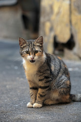Homeless cat on the street russia