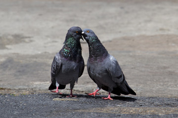two pigeons kissing