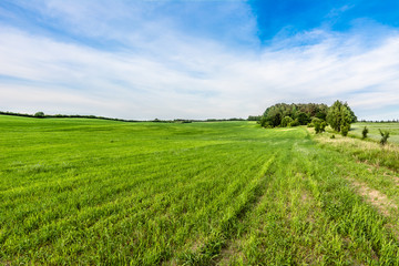 Fototapeta na wymiar Grass field, green spring landscape