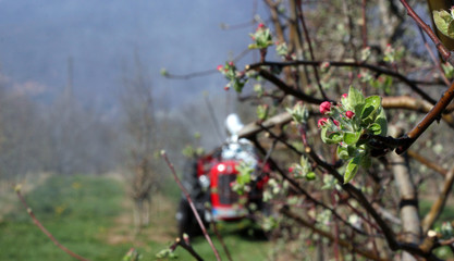 Tractor sprays insecticide in apple orchard,focus on an apple twig
