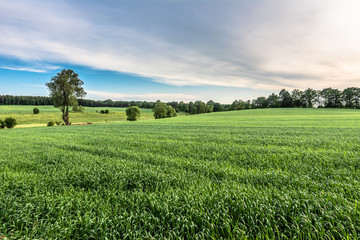 Fototapeta na wymiar Green field landscape at spring, fresh green grass, agricultural area with cereal cultivation