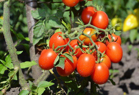 Cherry tomatoes ins the garden. Cherry tomatoes are one of the easiest veggies to grow.
