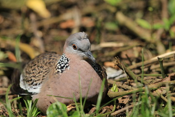 Spotted dove closed up in Malaysia