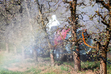 Tractor sprays insecticide in apple orchard
