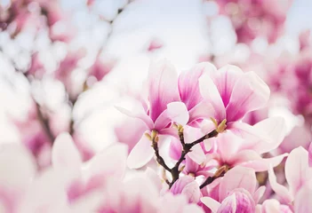 Fotobehang Magnolia Bloeiende roze magnolia droom
