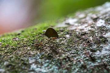Ant carrying leaves on the tree