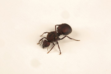 Queen Ant on white background