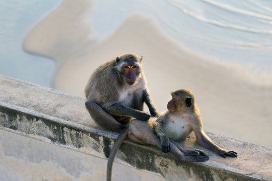 2 monkeys taking care with each other, mummy monkey
