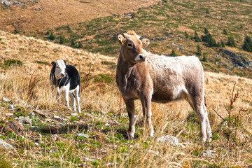 Obraz premium Stirk and cow in the mountain