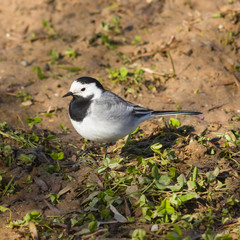 White wagtail, Motacilla alba, close-up portrait on ground with spring grass, selective focus, shallow DOF