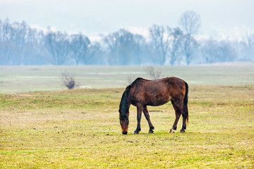 Brown horse on pasture