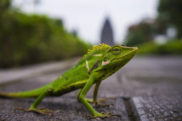 Green lizard close up with ancient temple on backside