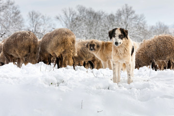 Angry shepherd dog keeping the lambs