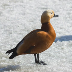 Male Ruddy shelduck Tadorna ferruginea on ice, selective focus, shallow DOF