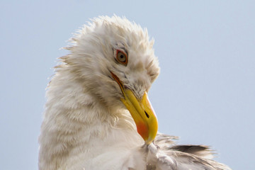 Sea gull agter rain
