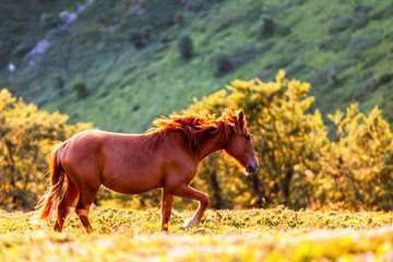 Free runnig wild horse in the mountain