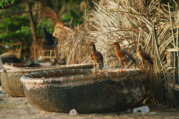 two chikens in Vietnamese fishing village, Mui Ne, Vietnam, Southeast Asia. Landscape with sea and traditional colorful fishing boats