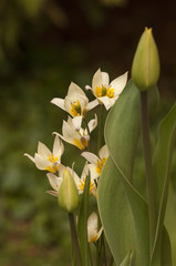 Fototapeta premium Mini Tulips