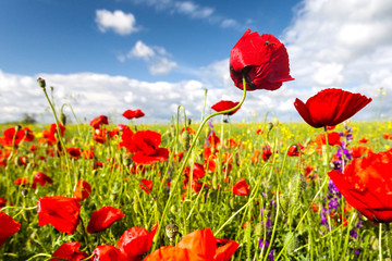 Naklejka premium Sunny lawn with red hood poppies