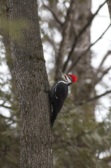 Pileated Woodpecker