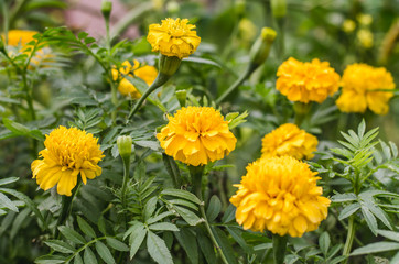 Marigold flowers in the garden near.