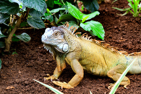 The green iguana (Iguana iguana)