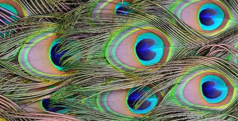 Zelfklevend Fotobehang Pauw een pauwenveer