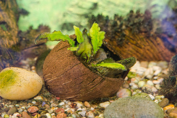Aquarian plants. Plants in a house aquarium.
