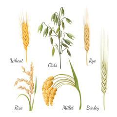 Barley, wheat, rye, rice, millet and green oat. Vector illustration