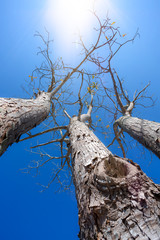 Trees branches  against the bright blue sky,with polarizing filter.