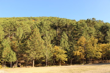 Forest on the mountain