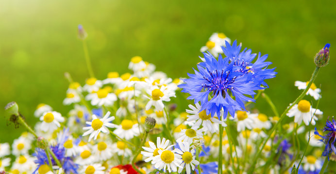 Fototapeta Wild flowers bouquet in bright sunlight.