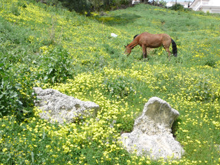 Horse grazing on hillside