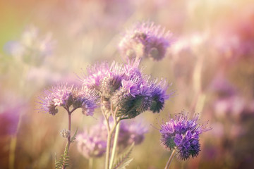 Fototapeta premium Purple flowers in meadow lit by sunlight - beautiful nature in spring
