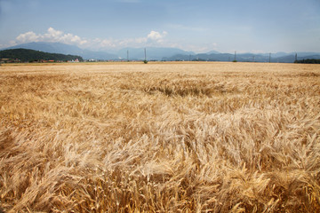 It is a very nice summer day. Golden wheat ears are glistening on the field. The field looks alluring.