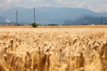 We can see that the wheat is growing on a large field. The sun is shining and it is a gorgeous summer day.