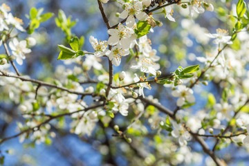 Sunny day and Plum tree with white Spring Blossoms over blurred nature background